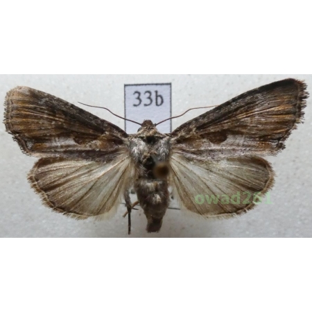 Lateroligia ophiogramma (Esper, 1794) Czech33b